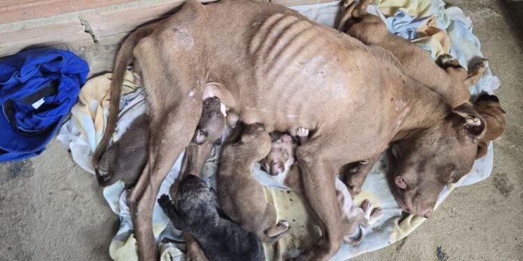 Animal estava em fase de amamentação e com sinais de maus-tratos; após tratamento, será devolvido à tutora com acompanhamento e inclusão em programa de castração. Foto: PCES