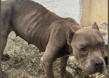 Homem é preso por maus-tratos no ES; animal foi resgatado em estado crítico - Foto: PCES