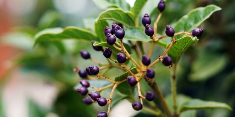 É possível cultivar uma planta frutífera em vaso? - Foto: Divulgação