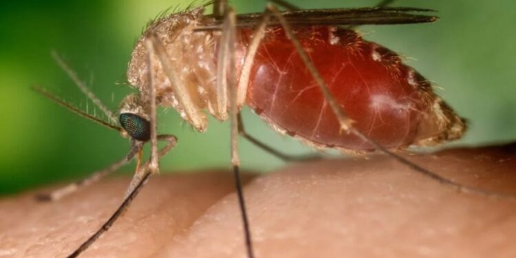 Colatina registra primeiro óbito por Oropouche em 2025 - Foto: Reprodução