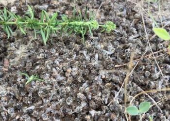 Abelhas aparecem mortas em série no interior do Espírito Santo e suspeita é de intoxicação por veneno - Foto: Reprodução