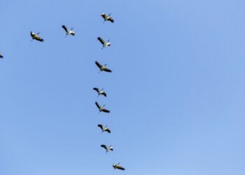 Governo do Espírito Santo estende medida de prevenção para proteger a produção de aves e evitar contaminação humana. Foto: freepik