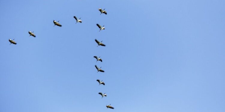 Governo do Espírito Santo estende medida de prevenção para proteger a produção de aves e evitar contaminação humana. Foto: freepik