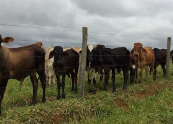 Criadores têm até 30 de junho para informar dados ao Idaf e evitar multas. Procedimento é essencial para manter o Estado livre da febre aftosa sem vacinação. Foto: divulgação