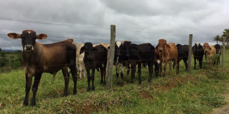 Criadores têm até 30 de junho para informar dados ao Idaf e evitar multas. Procedimento é essencial para manter o Estado livre da febre aftosa sem vacinação. Foto: divulgação