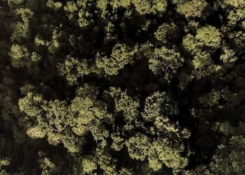 Com mais de 11 mil hectares restaurados e 9 milhões de árvores plantadas, Estado conquista 1º lugar em ranking nacional divulgado em abril. Foto: Governo do Estado