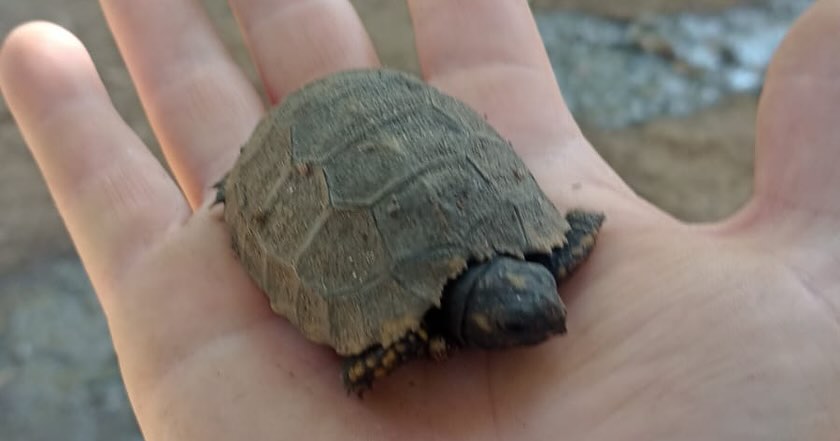 Jacarés e jabutis são apreendidos em cativeiro ilegal em João Neiva - Foto: Polícia Ambiental