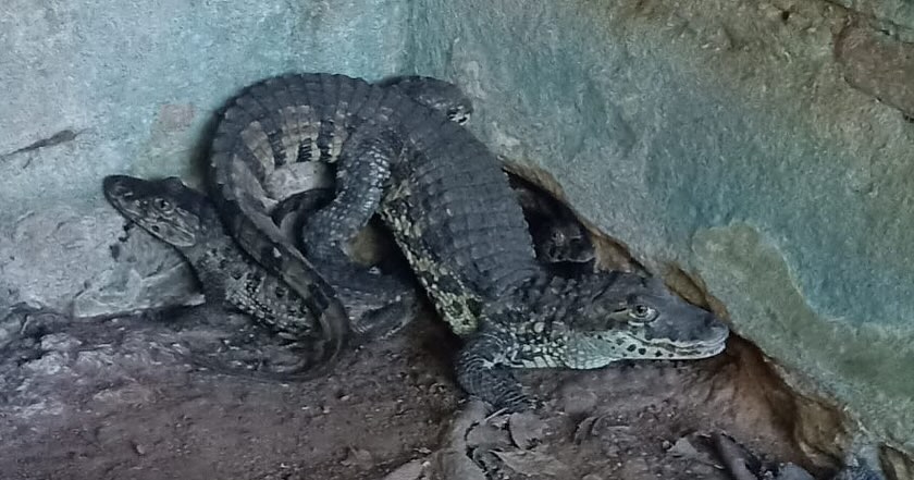 Jacarés e jabutis são apreendidos em cativeiro ilegal em João Neiva - Foto: Polícia Ambiental