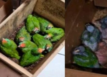 Esquema de caça ilegal no ES: MPF denuncia 7 pessoas por crimes ambientais - Foto: MPF