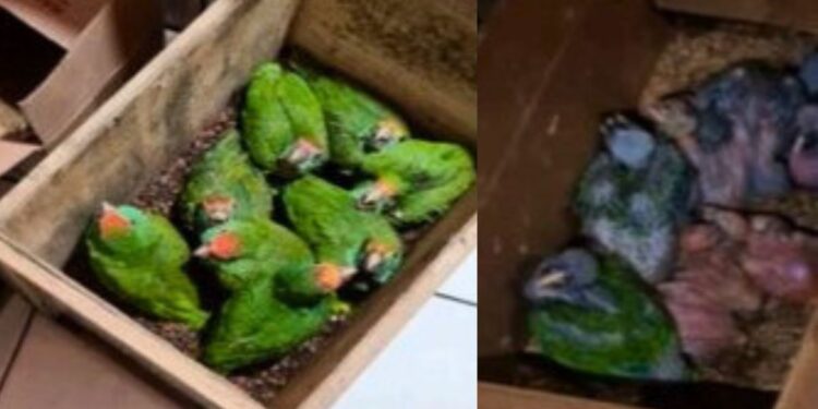 Esquema de caça ilegal no ES: MPF denuncia 7 pessoas por crimes ambientais - Foto: MPF