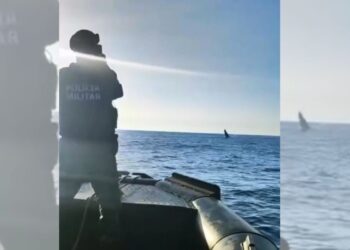 Baleias-jubarte são avistadas durante patrulhamento náutico no litoral do ES - Polícia Ambiental