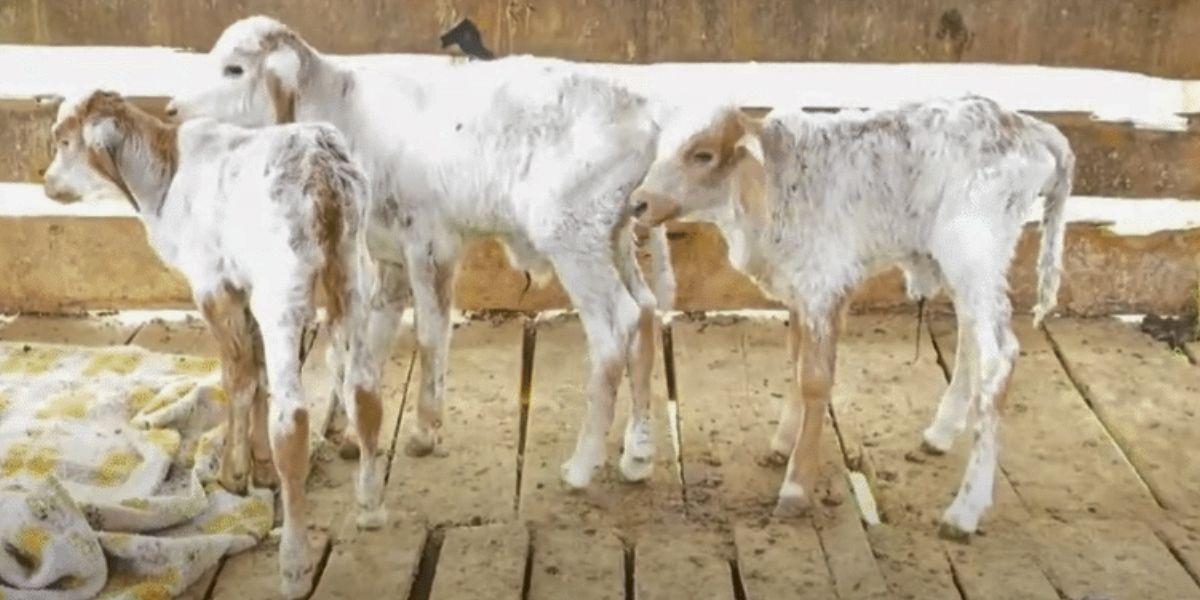 Vaca Esperança dá à luz trigêmeos saudáveis em Pancas: fenômeno raro na pecuária capixaba - Foto: Reprodução