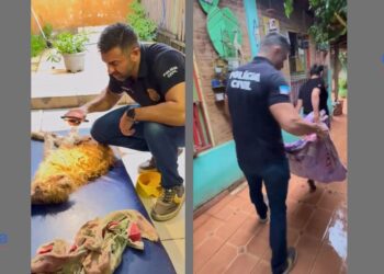 Cães vítimas de maus-tratos são resgatados pela PC em Vila Velha - Fotos: PCES