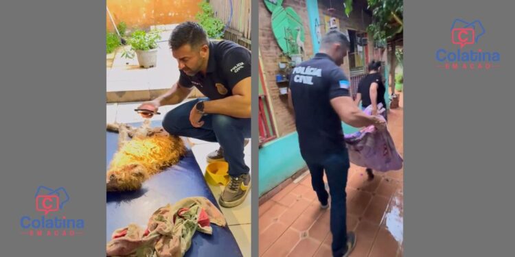 Cães vítimas de maus-tratos são resgatados pela PC em Vila Velha - Fotos: PCES