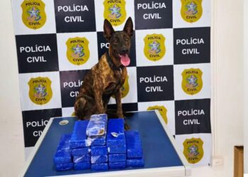 Cadela farejadora Athena ajuda a apreender 10 kg de maconha em encomenda postal - Foto: PMES