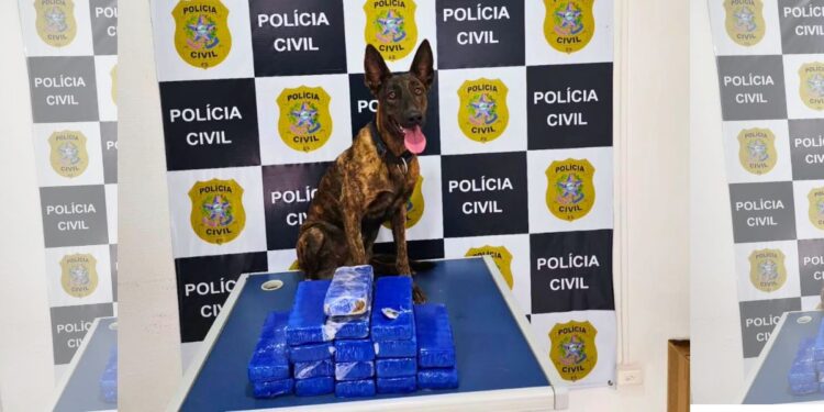 Cadela farejadora Athena ajuda a apreender 10 kg de maconha em encomenda postal - Foto: PMES