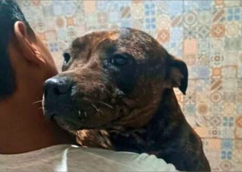 Cão terapeuta transforma vida de menino autista em Linhares; história emociona - Foto: Reprodução