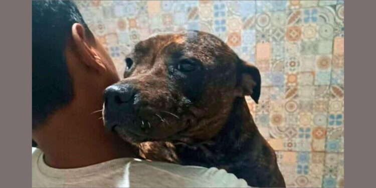 Cão terapeuta transforma vida de menino autista em Linhares; história emociona - Foto: Reprodução