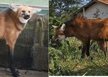 Loba-guará resgatada na BR-101 em estado grave é devolvida à natureza no Sul do ES - Foto: Reprodução