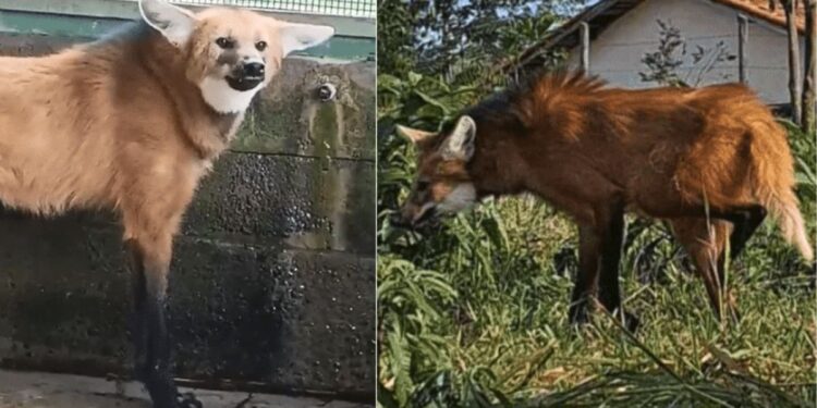 Loba-guará resgatada na BR-101 em estado grave é devolvida à natureza no Sul do ES - Foto: Reprodução
