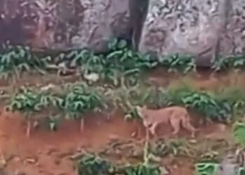 Onça-parda é flagrada em lavoura de café no interior de Itaguaçu - Foto: Reprodução