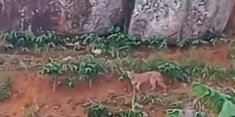 Onça-parda é flagrada em lavoura de café no interior de Itaguaçu - Foto: Reprodução