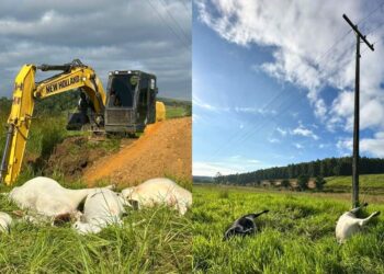 Fio de alta tensão rompido mata 15 animais e causa prejuízo de R$ 80 mil em fazenda no ES - Foto: Adão Cellia