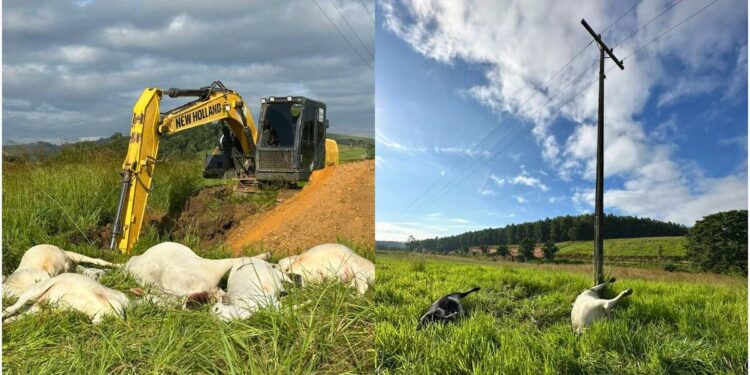 Fio de alta tensão rompido mata 15 animais e causa prejuízo de R$ 80 mil em fazenda no ES - Foto: Adão Cellia