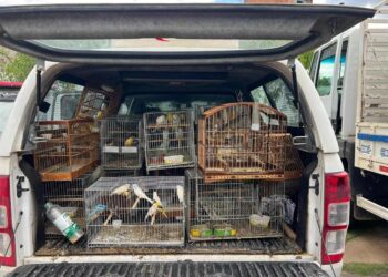 Criadouro ilegal com 69 pássaros é descoberto no Sul de ES - Foto: PCES