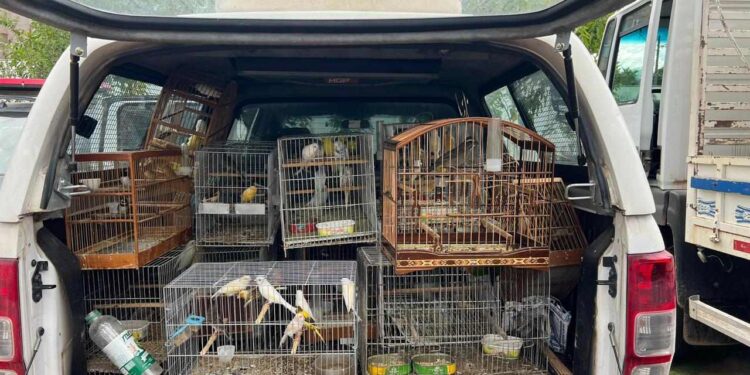 Criadouro ilegal com 69 pássaros é descoberto no Sul de ES - Foto: PCES