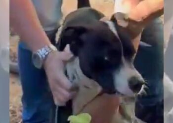 Cão em situação de abandono em Vila Velha é resgatado pela PC; suspeito fugiu do local - Foto: PCES