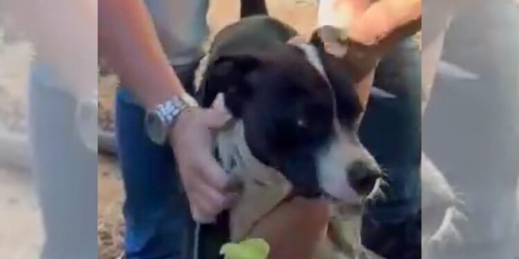 Cão em situação de abandono em Vila Velha é resgatado pela PC; suspeito fugiu do local - Foto: PCES