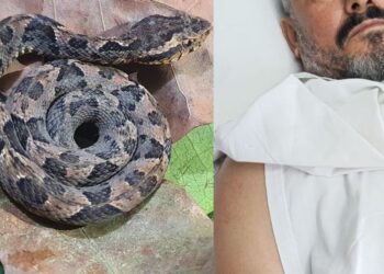 Trabalhador rural é picado por cobra durante colheita do café - Foto: Reprodução