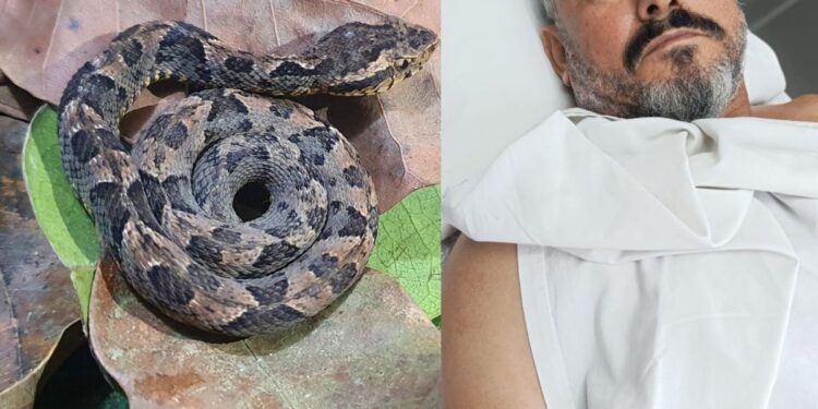 Trabalhador rural é picado por cobra durante colheita do café - Foto: Reprodução