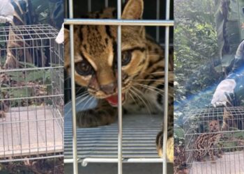 Vídeo | Felino ameaçado de extinção é resgatado em área de mata em Mimoso do Sul. Foto: PMES