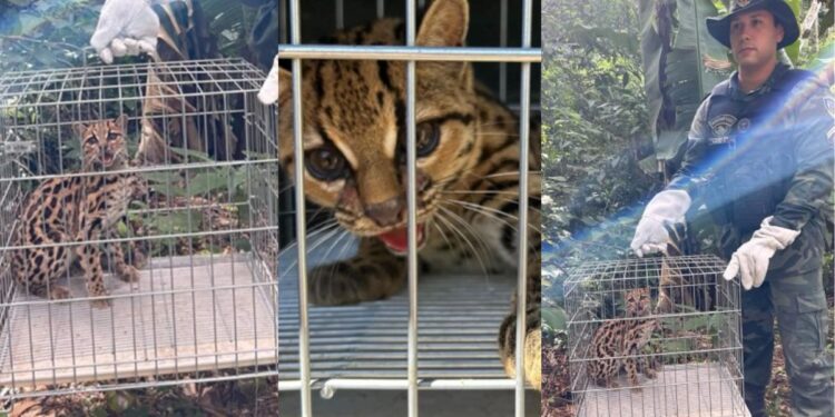 Vídeo | Felino ameaçado de extinção é resgatado em área de mata em Mimoso do Sul. Foto: PMES
