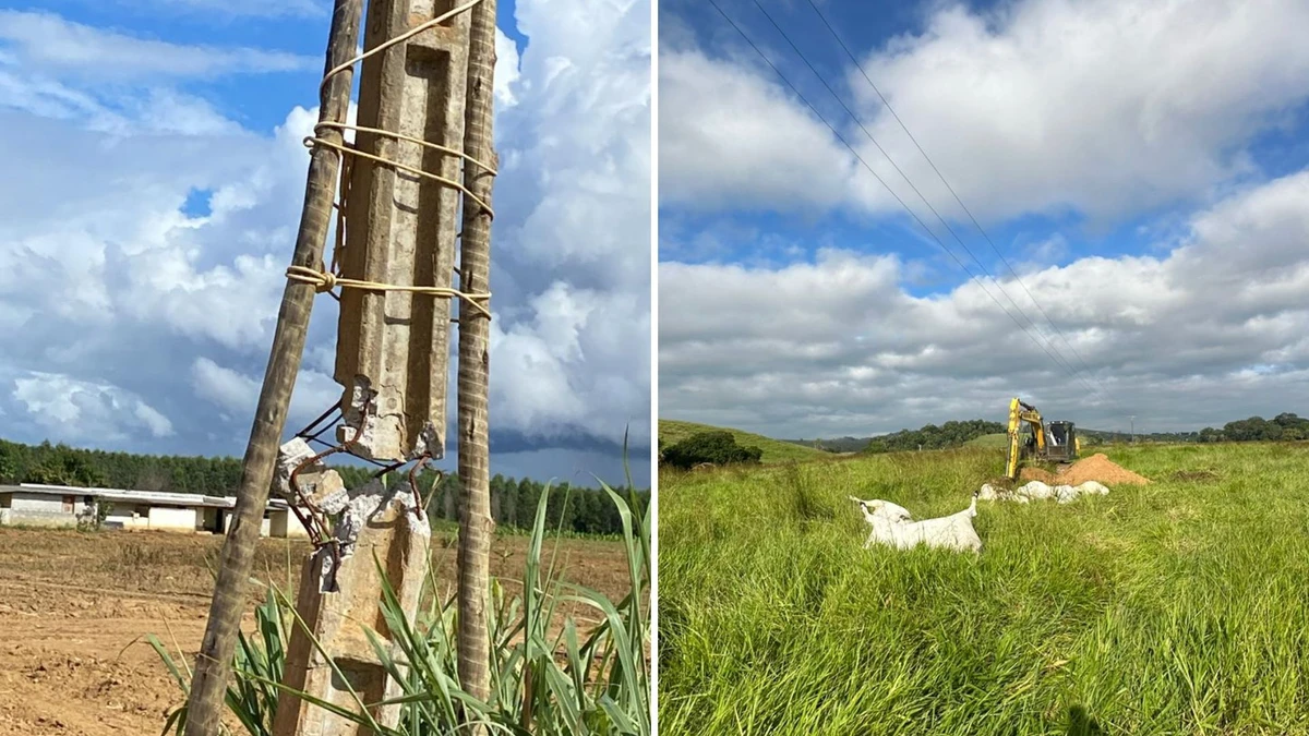 Fio de alta tensão rompido mata 15 animais e causa prejuízo de R$ 80 mil em fazenda no ES - Foto: Adão Cellia