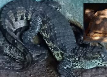 Jacarés e jabutis são apreendidos em cativeiro ilegal em João Neiva - Foto: Polícia Ambiental