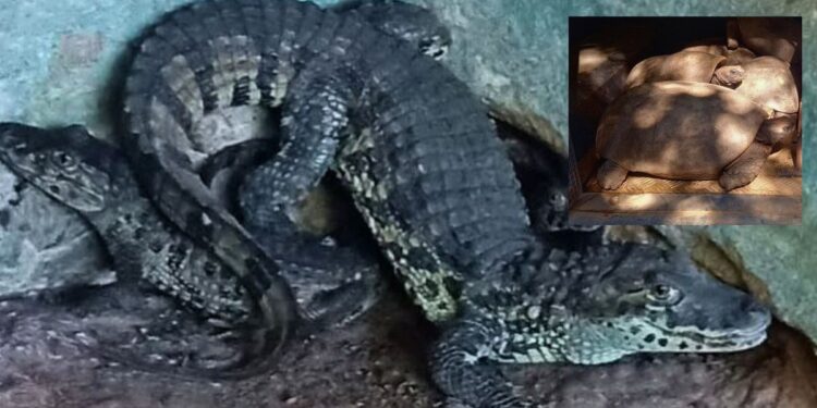 Jacarés e jabutis são apreendidos em cativeiro ilegal em João Neiva - Foto: Polícia Ambiental