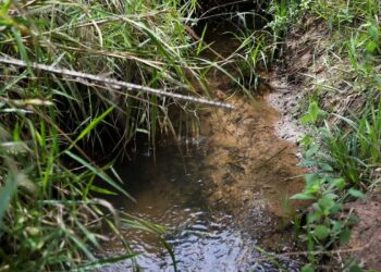 Samarco apresenta avanço em reflorestamento e recuperação de nascentes em Colatina e na bacia do Rio Doce - Foto: José Cruz/Agência Brasil
