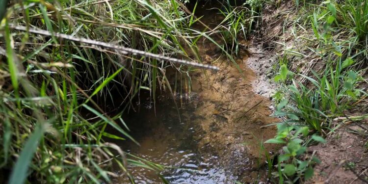 Samarco apresenta avanço em reflorestamento e recuperação de nascentes em Colatina e na bacia do Rio Doce - Foto: José Cruz/Agência Brasil