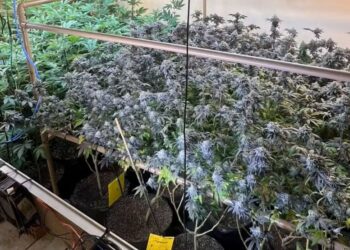 Canil escondia plantação de maconha na Serra, diz PMES - Foto: PMES