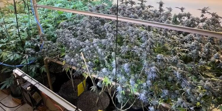 Canil escondia plantação de maconha na Serra, diz PMES - Foto: PMES