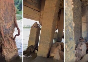 Vigas de sustentação de ponte em Colatina chamam atenção de pescador - Foto: Montagem Colatina em Ação