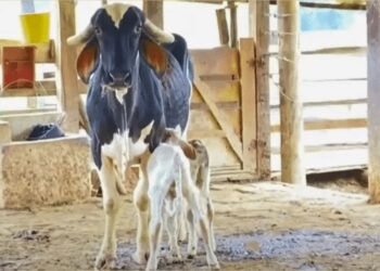 Vaca Esperança dá à luz trigêmeos saudáveis em Pancas: fenômeno raro na pecuária capixaba - Foto: Reprodução