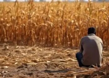 Recuperação judicial aumenta 138% no agro, e especialista alerta: "É uma ferramenta que deve ser explorada por quem tem negócio no campo e está em dificuldade financeira" - Foto: Reprodução