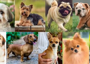 10 Raças de Cachorro Ideais para Quem Mora em Apartamento - Foto: Reprodução