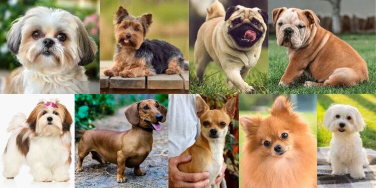 10 Raças de Cachorro Ideais para Quem Mora em Apartamento - Foto: Reprodução