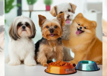 Cães de pequeno porte: vantagens e raças mais populares - Foto: Reprodução