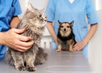 Castração gratuita para cães e gatos em Colatina: veja como se inscrever no Pet Vida - Foto: Freepik